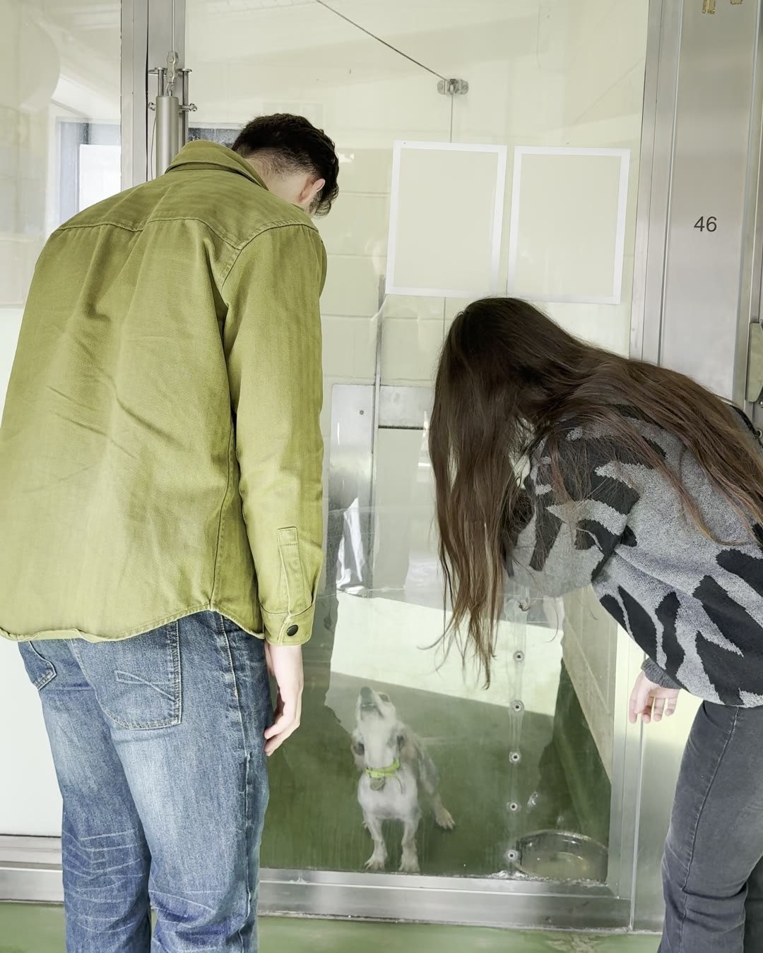 Siamais staff meeting a small rescue dog in its kennel at Birmingham Dogs Home